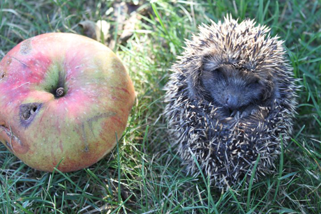 Ein junger Igel im Garten (© Florian Marchner)