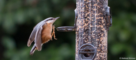 Ein Kleiber im Anflug an die Futterstelle. (© H. Körner)