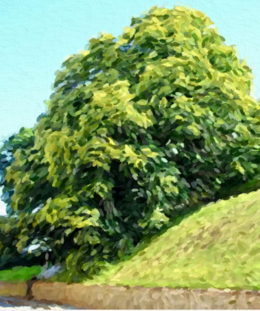 Arbre de Ypres en Belgique pour une cérémonie bilingue en Belgique par Celebrantissimo
