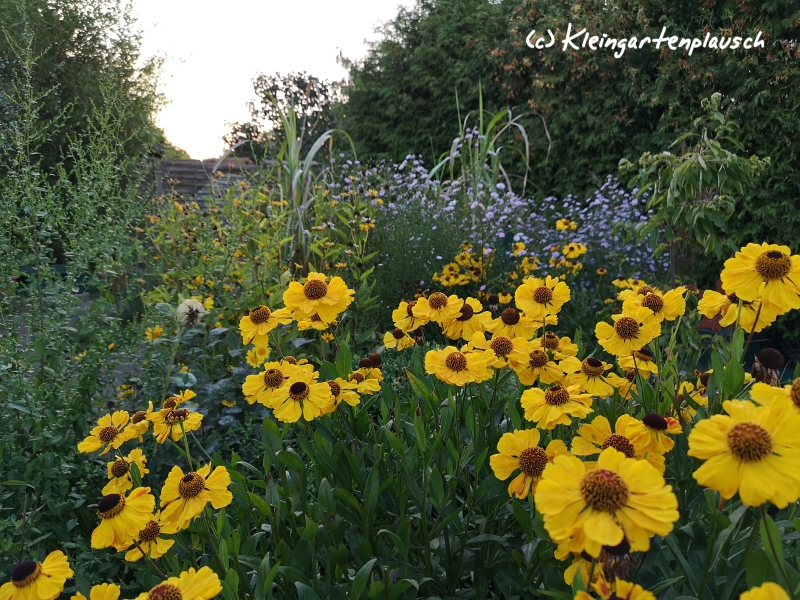 Zeitweise beherbergte sie - ohne jede Übertreibung auf jeder zweiten Blüte eine Birne, daher und wegen Fernwirkung und Blühdauer wohl meine Mitarbeiterin des Monats, des Sommers und wohl auch übers Jahr gesehen: Sonnenbraut Helenium cultorum "El Dorado"!