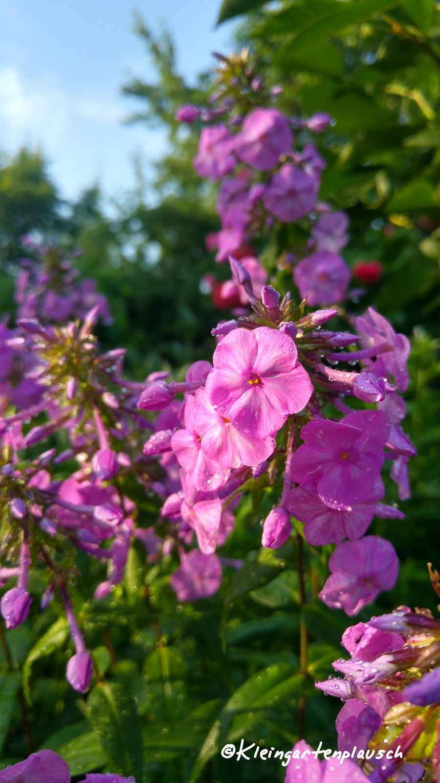 Dieser Wiesenphlox ist der erste meiner Phloxparade. Zweiter wird wie immer die paniculata-Sorte Adessa White. Und die Nummer drei scheint der wunderschöne amplifolia Winnetou zu werden. Die werde ich hier noch zeigen...