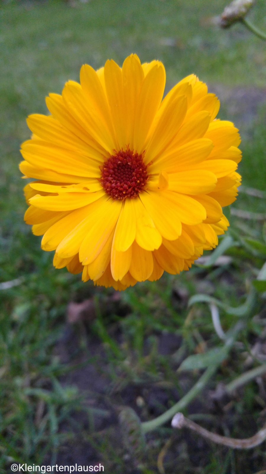 Ringelblume - unerschütterlich. Nach zwischenzeitlichem Schwächeln scheint sie mit ein paar Kollegen bis Jahresende so weitermachen zu wollen...