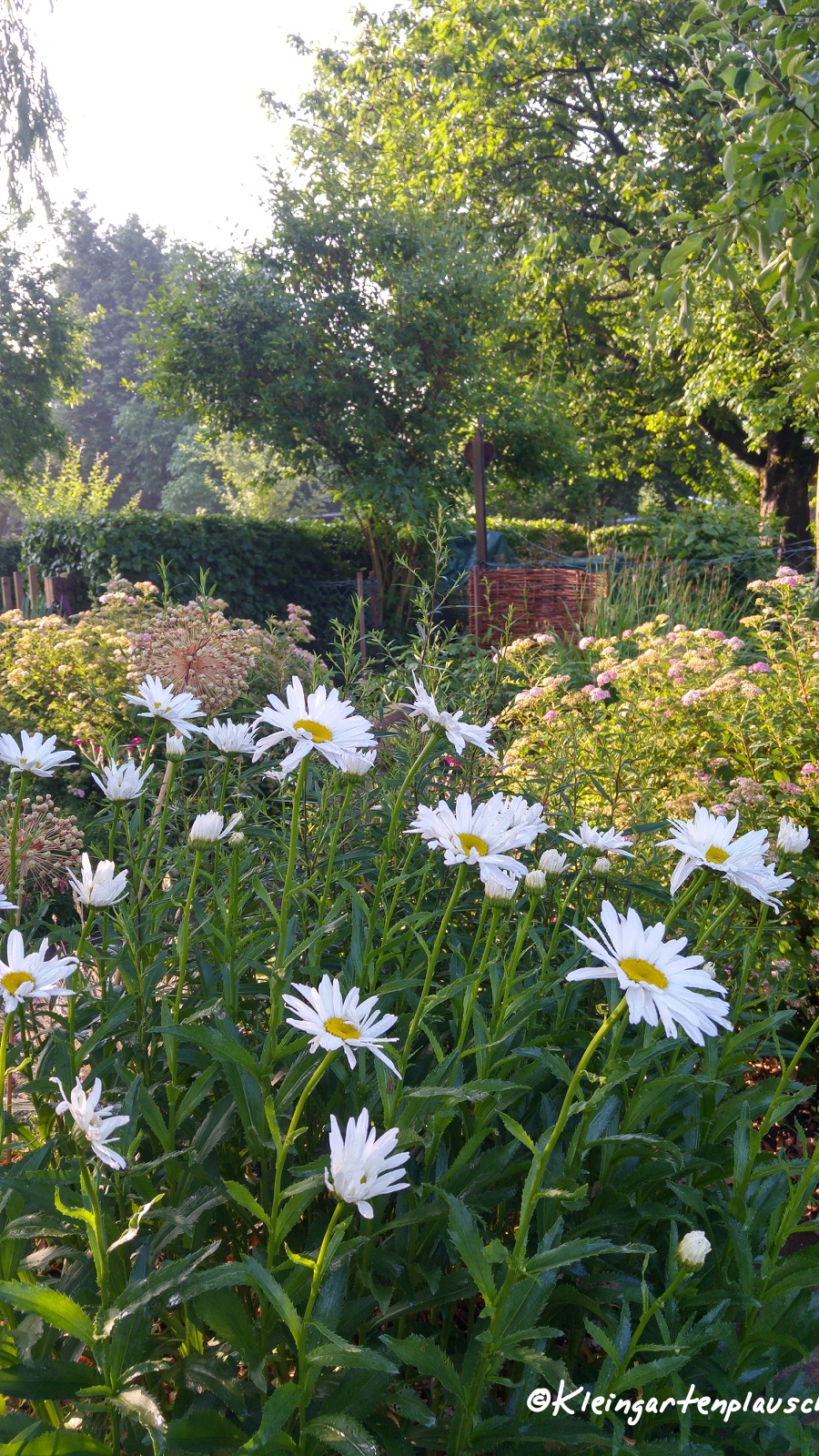 ...auch die Sommermargeriten. Allerdings sind sie an manchem Standort im Garten zum Glück noch weit zurück. So haben wir länger etwas davon.