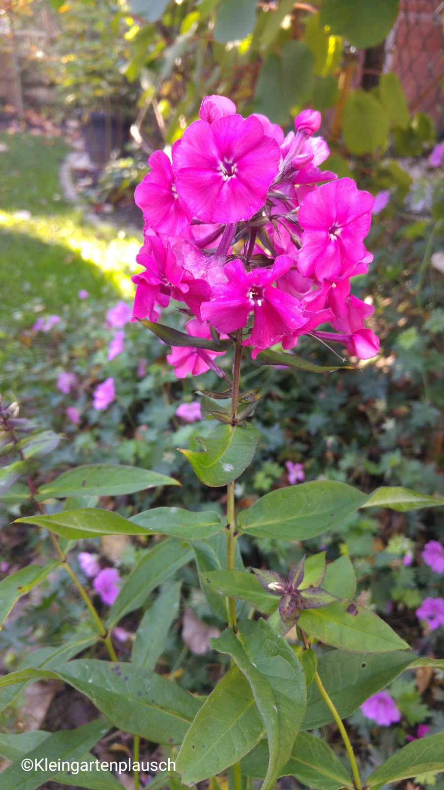 ... während der Phlox "Juliglut" sich ja wohl komplett in der Jahreszeit vertan hat?!