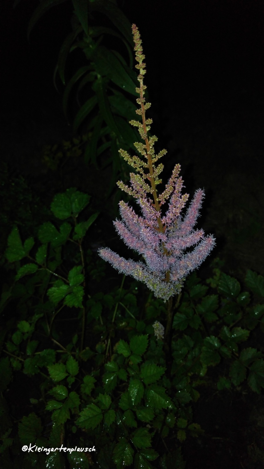 Und woher diese wunderbar zähe Astilbe ist, weiß ich leider nicht.