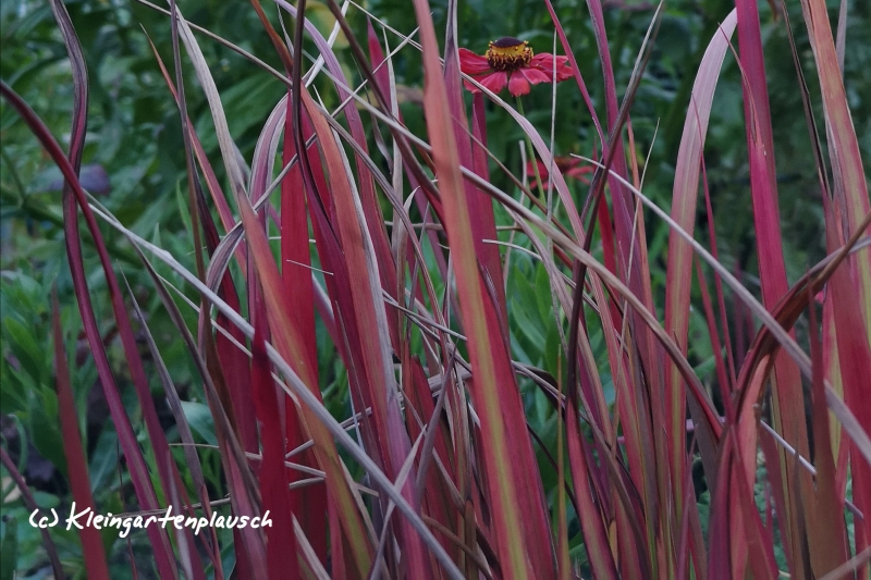 ... und für japanisches Blutgras, Imperata cylindrica "Red Baron" , erst recht! Leider habe ich seine Bedürfnisse noch nicht voll verstanden: An machen Stellen im kleinen Garten wächst es rückwärts, und an anderen erobert es die Fläche.