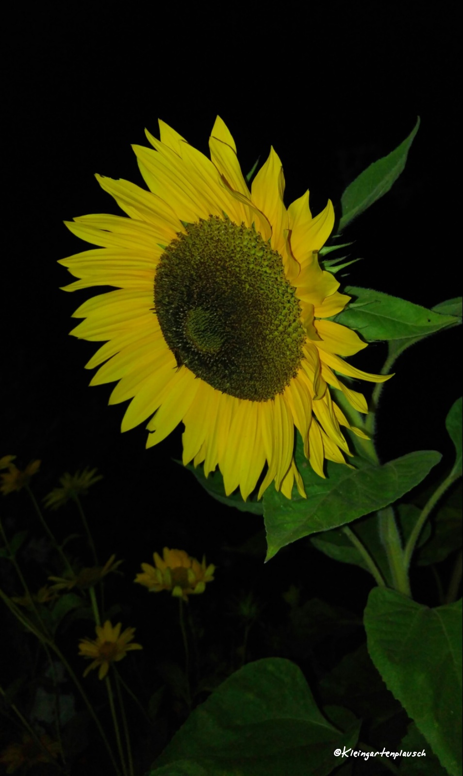Die Sonnenblumen kommen - wie einige andere Pflanzen - von unserem Gemüsehändler auf dem Wochenmarkt.