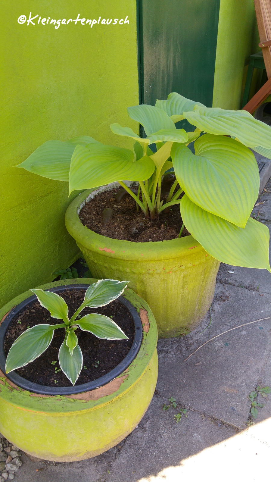 Vorne ein Nonamechen aus dem Apfelgarten, dahinter meine Tarnhosta vor der in natura gleichfarbigen Hüttenwand...