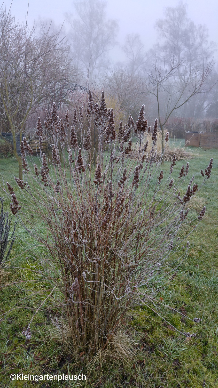 Wer die Staude bzw. das Gras erkennt, schreibe mir bitte den Namen - ich brauche die Pflanze dringend für den Winteraspekt im Kleinen Garten 😃!