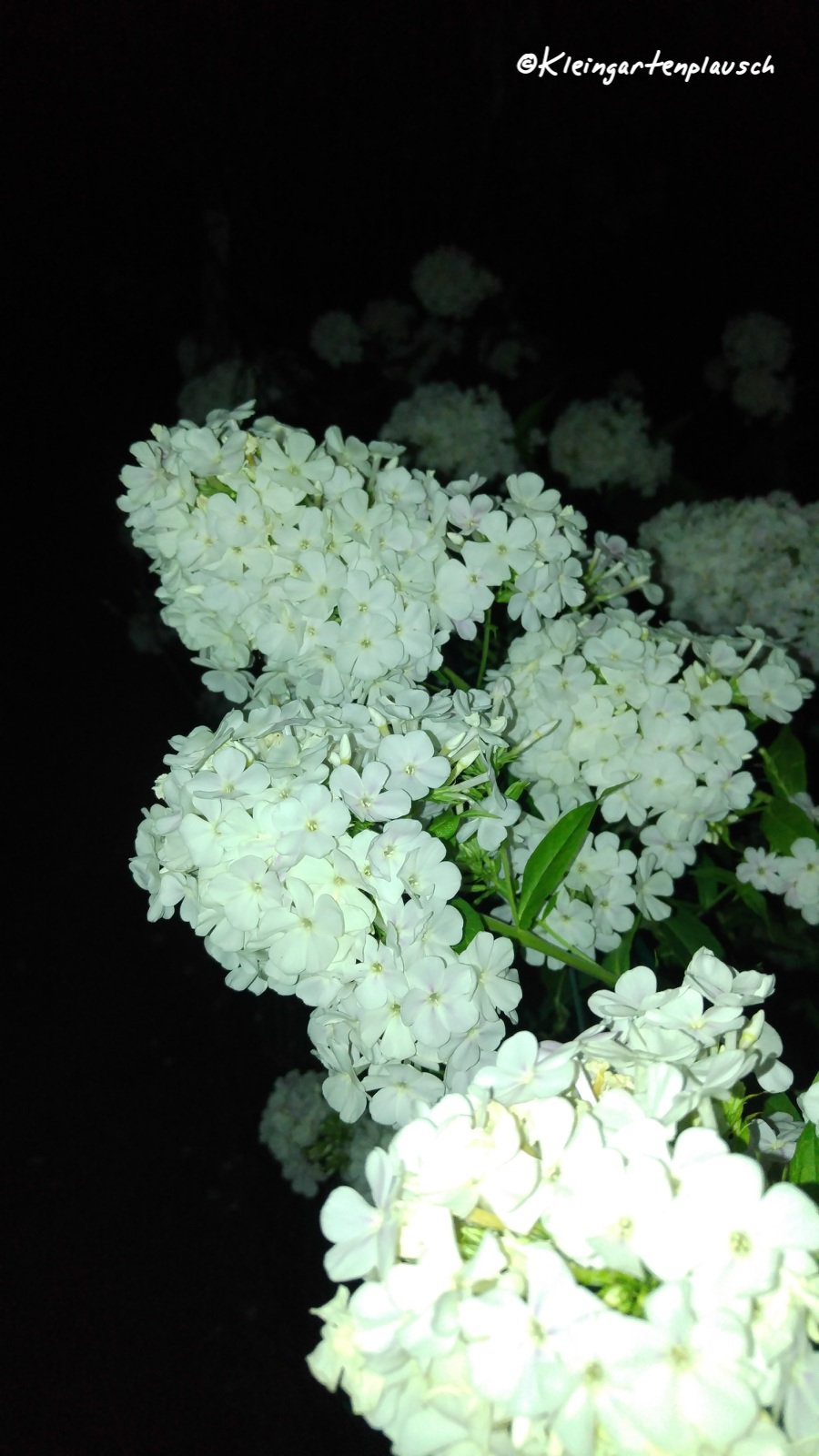 Dieser großartige Phlox guckte dann noch auf dem Heimweg aus einem Nachbargarten über den Zaun. Klar, dass ich auch diesen ablichtete...