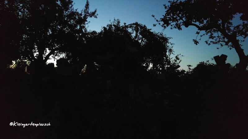 Nächtliches Garten-...