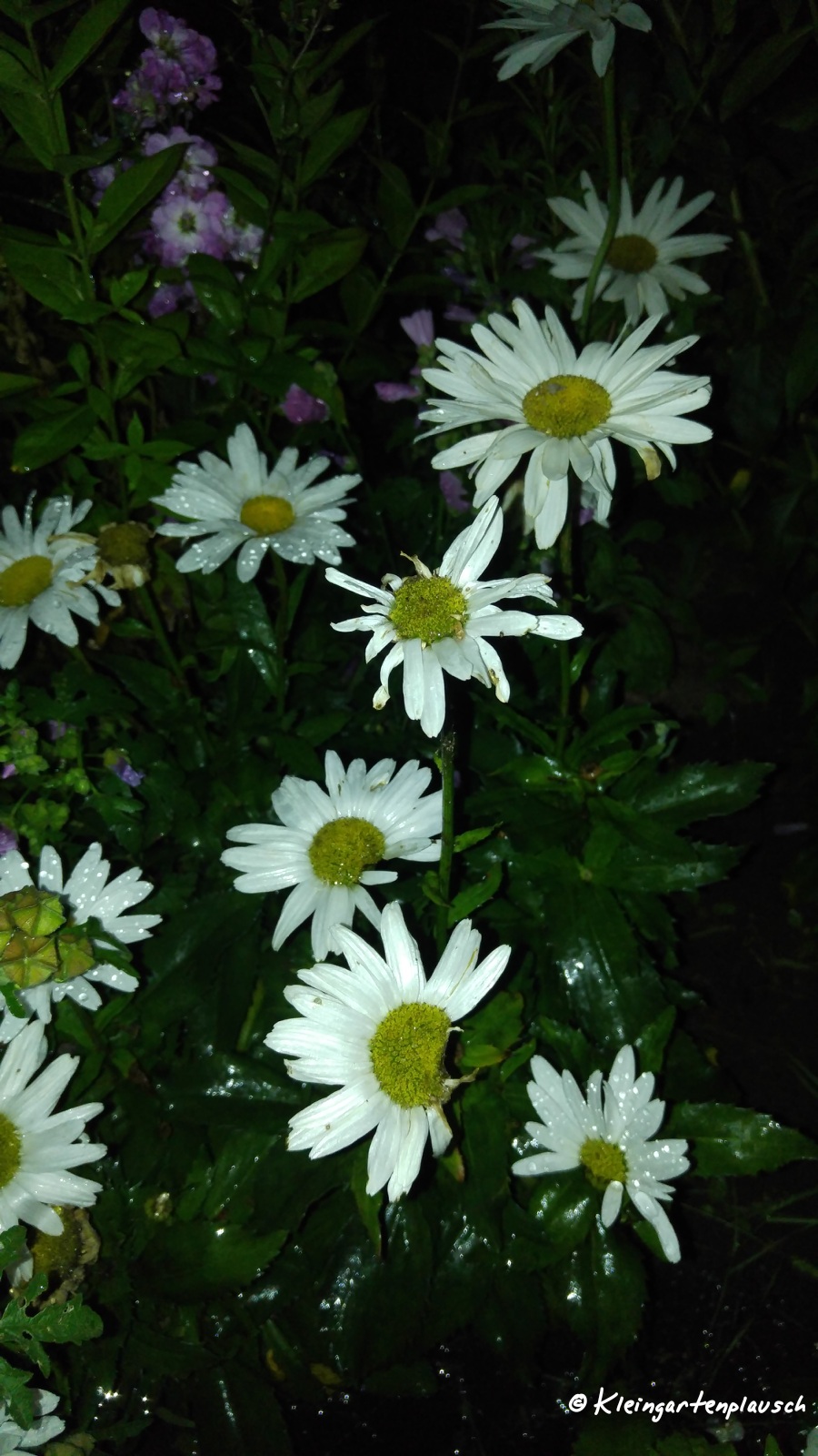In unserem eigenen Garten ist die Margeritenblüte vorbei, hier strahlen sue noch.