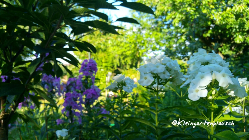 ...und Wiesenphlox "Rosalinde" im Vordergrund.