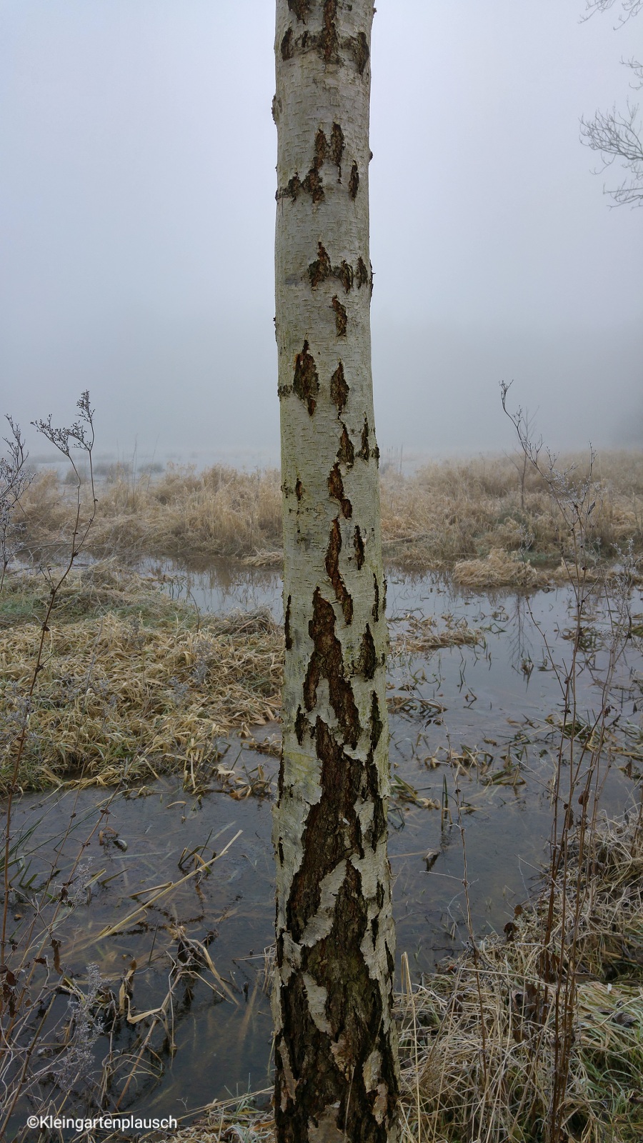 Die Birke ist der "Kontrastbaum" schlechthin, und im winterlichen Zustand gefällt sie auch Birkenpollenschnupflern wie mir besonder gut😉...