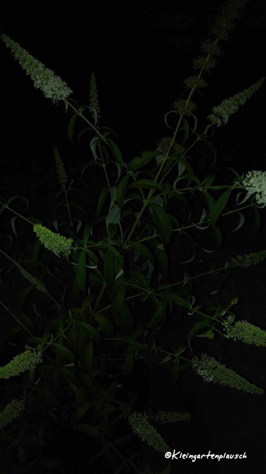 Diese Buddleja hat sich von einem kleinen Sämling nich in diesem Jahr zu einer kräftigen Pflanze entwickelt und entzückt ebenfalls die Nachtfalter...