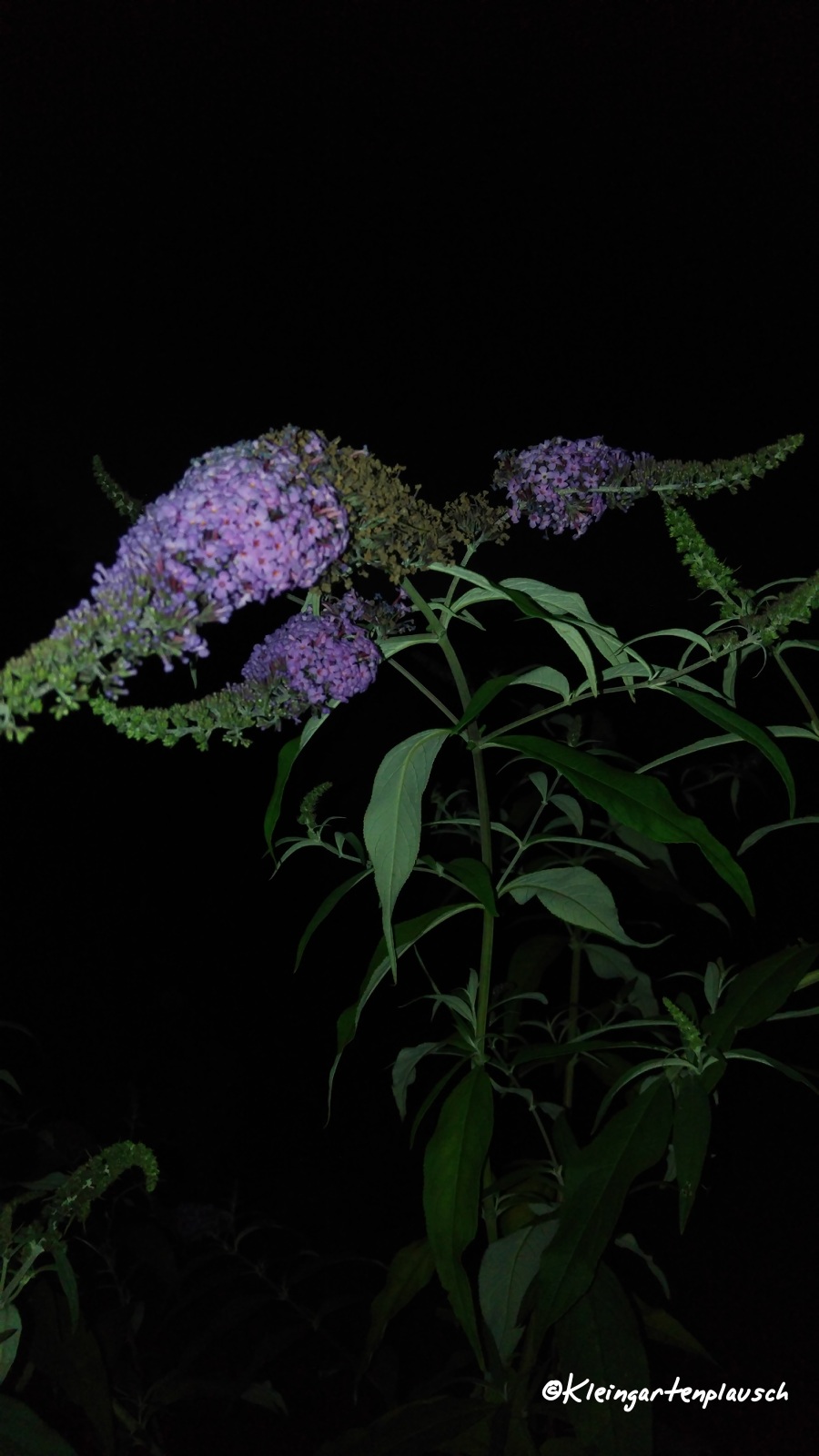 Die alte Buddleja - quasi Wahrzeichen des Schmetterlingsgartens - finde ich auch noch blind. Leider konnte ich keinen ablichten, aber sie war umschwirrt von zahllosen Nachtfaltern...
