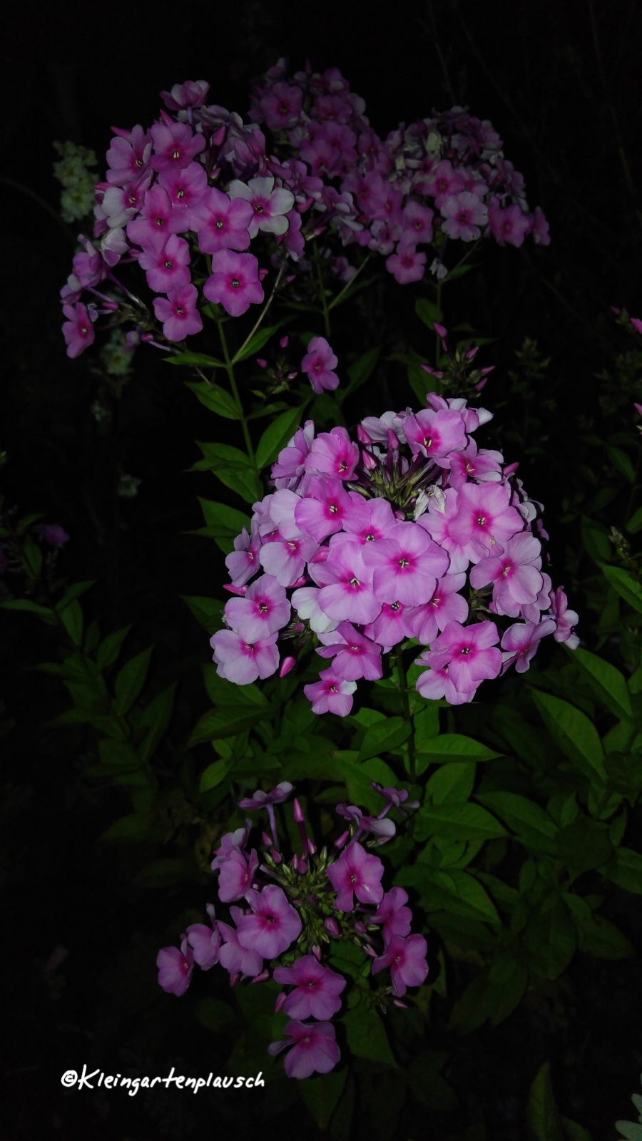 ... wurden von diversen Gartenfreunden von innerhalb oder außerhalb unseres Vereins gespendet. Dieser Phlox stammt aus einer Gärtnerei zwei Dörfer weiter...