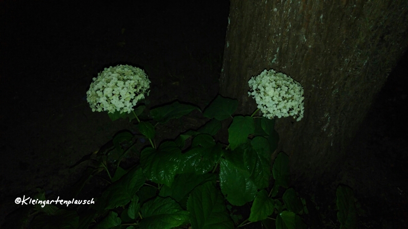 Hortensie Annabelle wollten wir in unserem Garten nicht mehr haben und buddelten sie aus. Ergebnis: Im Schmetterlingsgarten strahlt sie wieder u n d bei uns tauchte sie an alter Stelle verjüngt und vergnügt wieder auf😉...