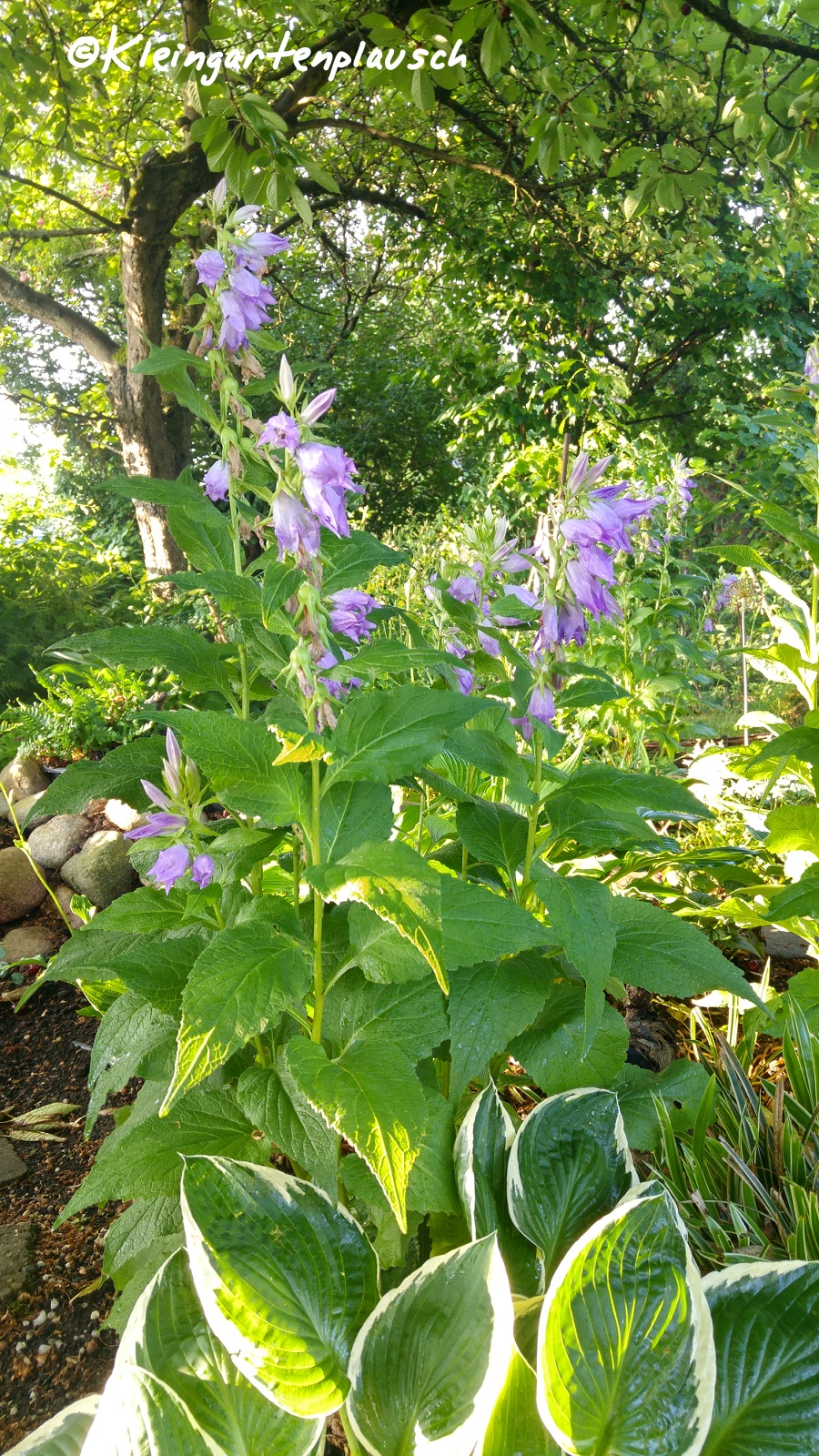 Waldglockenblume und Sterndolde mit Weißrandfunkie