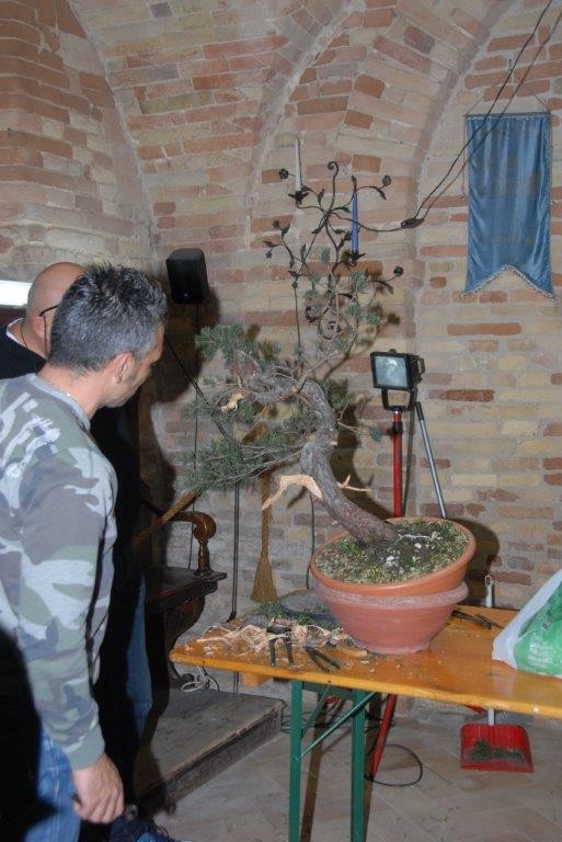 Ecco alcuni colleghi bonsaisti che cominciano a trasformare una pianta in vaso in Bonsai