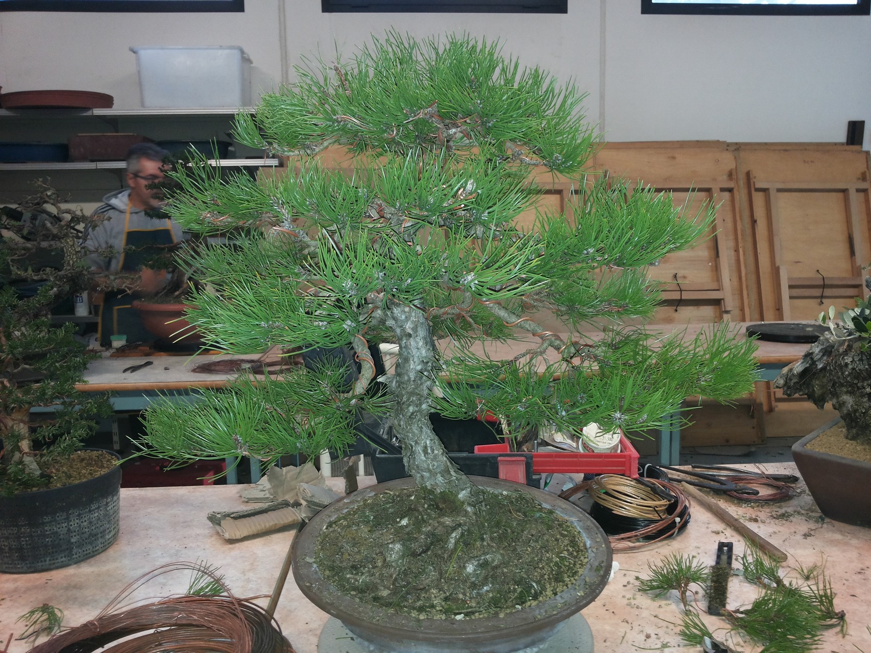 BONSAI CLUB 96 - 16.11.2014