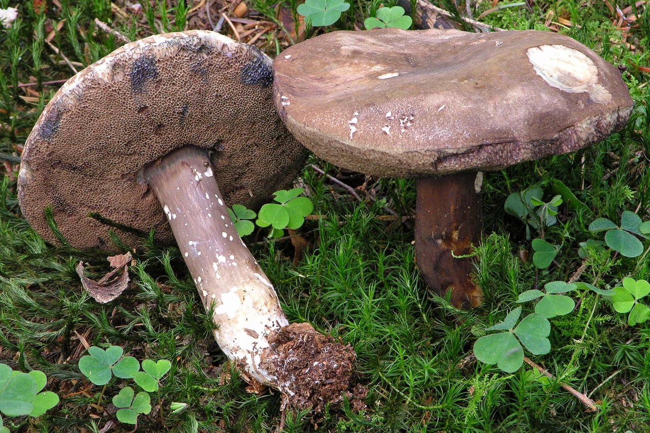 Porphyrellus porphyrosporus / Düsterer Röhrling mykopedia