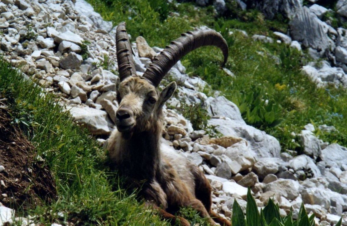 Vieux bouquetin au lac de Peyre