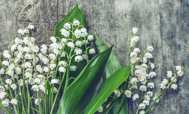 1. Mai - Maiglöckchen