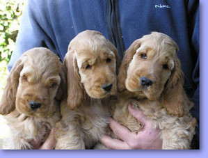 costopa's puppies