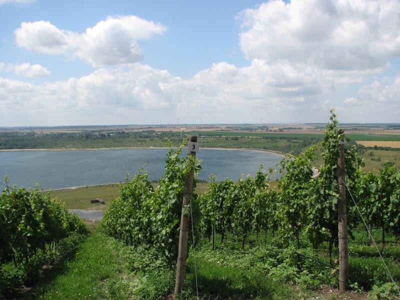 Der vor einigen Jahren entstandene Weinberg