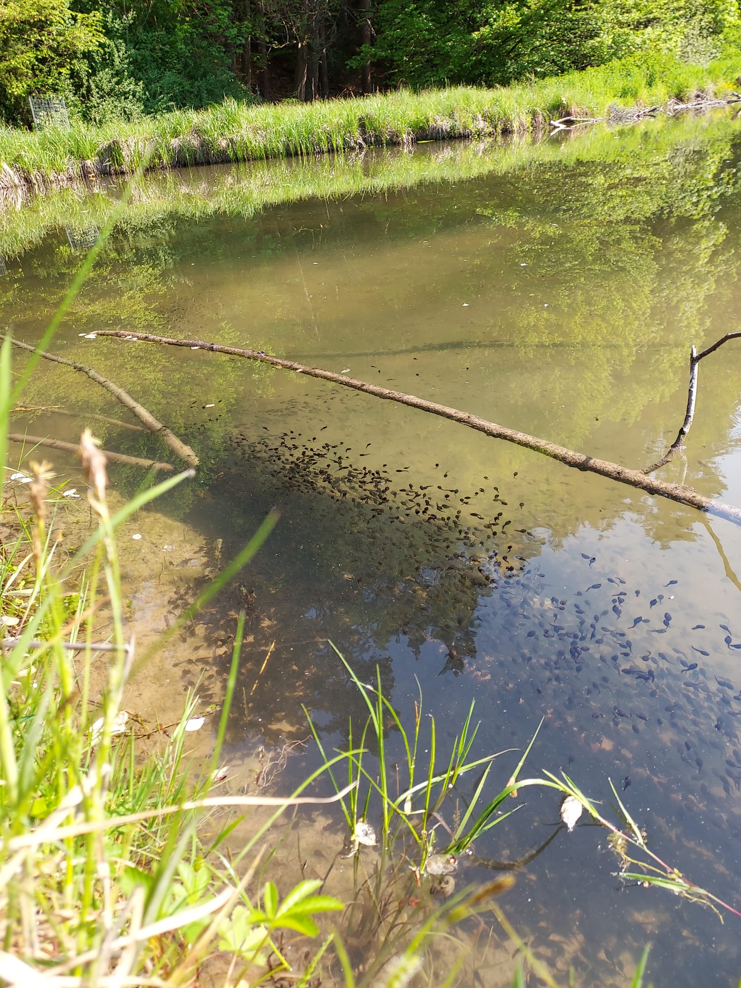 Kaulquappenschwarm der Erdkröte