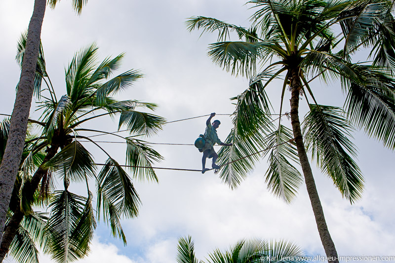 Palmsafternte zur Herstellung von Arrack