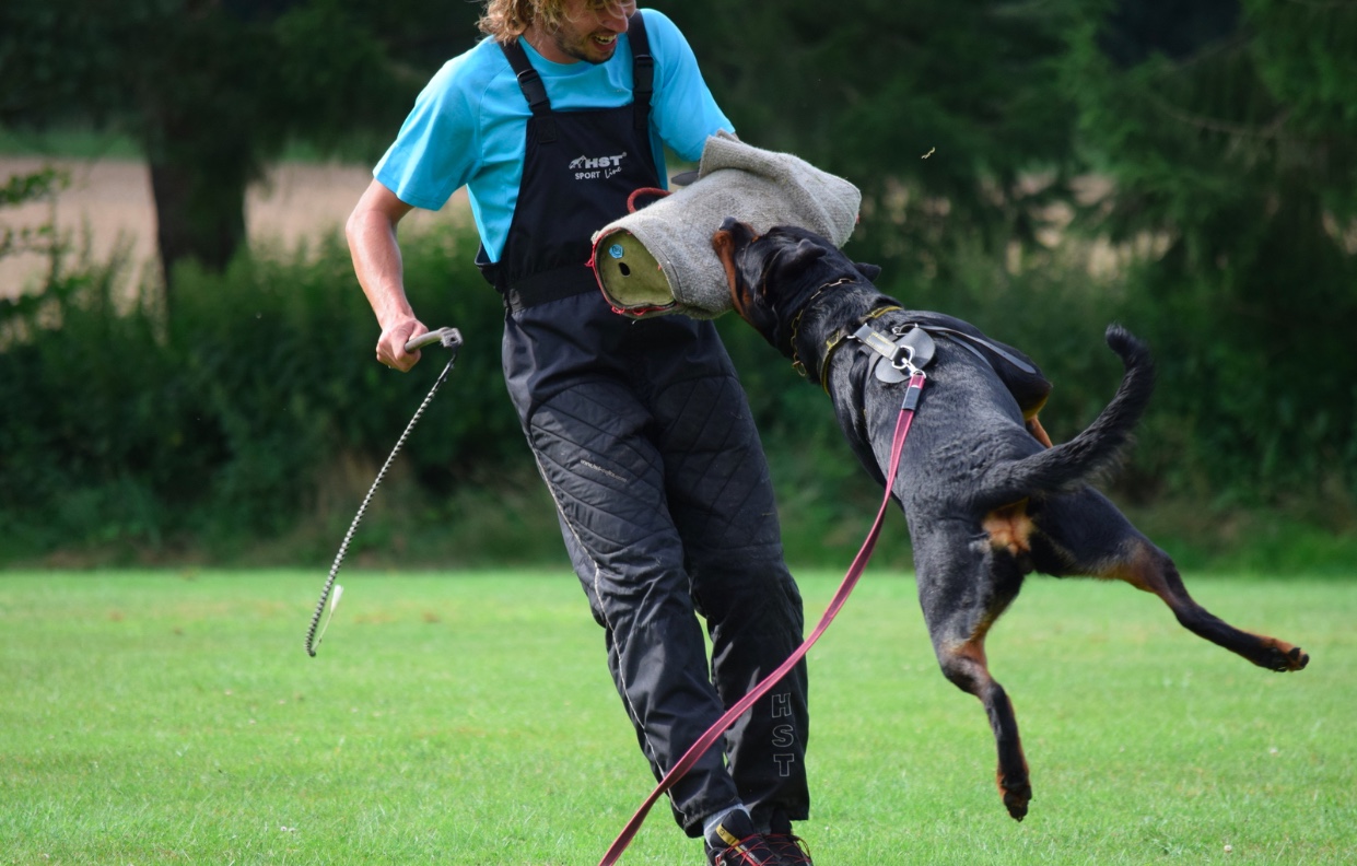Nixe vom Wachberg II Zucht & Ausbildung von Sporthunden