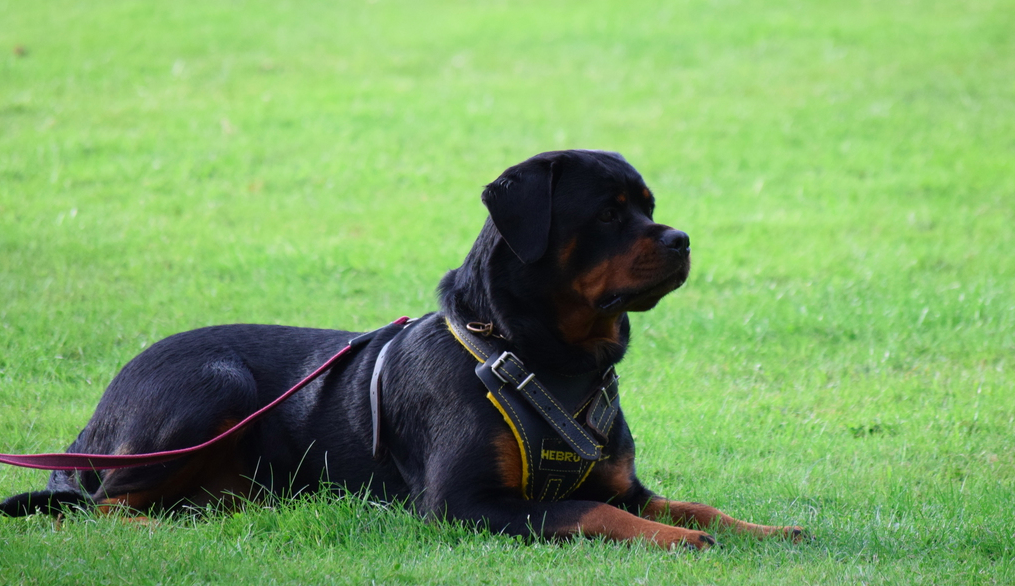 Nixe vom Wachberg II Zucht & Ausbildung von Sporthunden