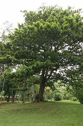 Zanmann Péyi, un arbre massif