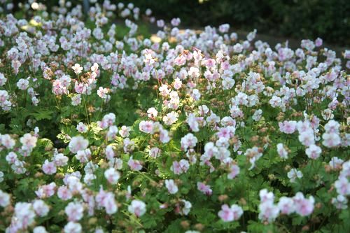 Blüten statt Rasen: Pflegeleichter Cambridge Storchschnabel 'St. Ola'
