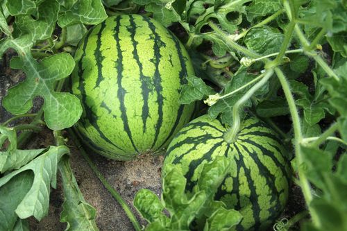 Norddeutsche Wassermelonen