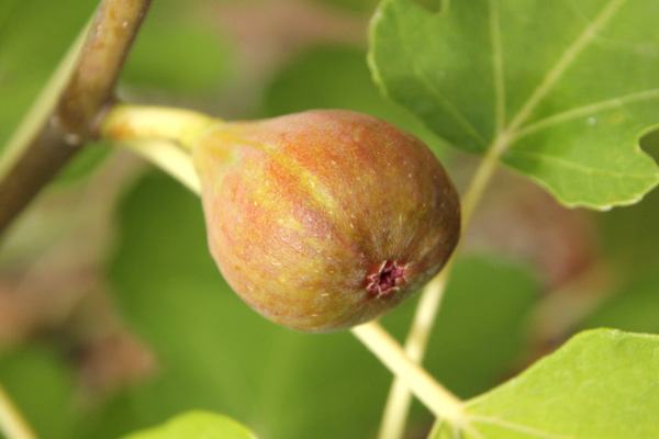 Meine erste Feige aus meinem norddeutschen Garten 2018