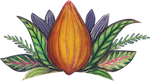 cacao mama cacao pod drawing orange