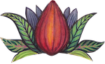 cacao mama cacao pod drawing red