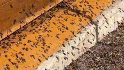 Bienenflug am 20.03.2025