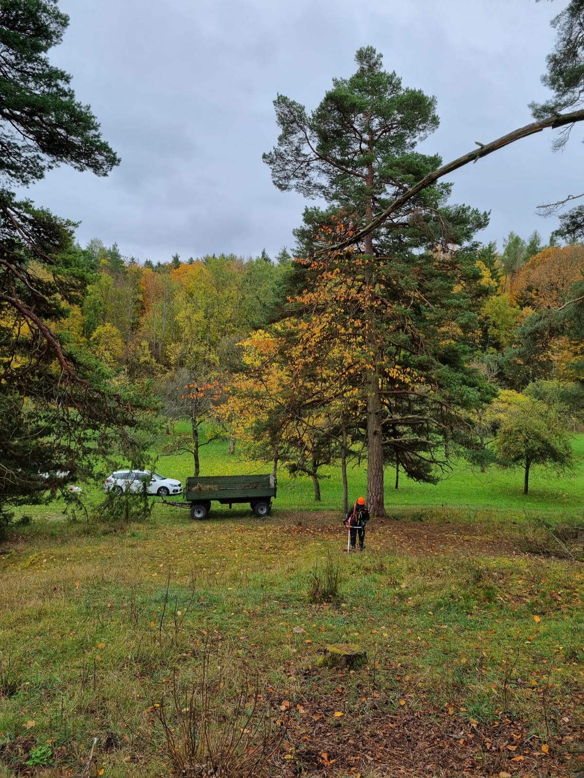 Mit dem Freischneider wurden besonders schwierig zu bearbeitende Flächenabschnitte gemäht. Copyright: Yannick Mauch.