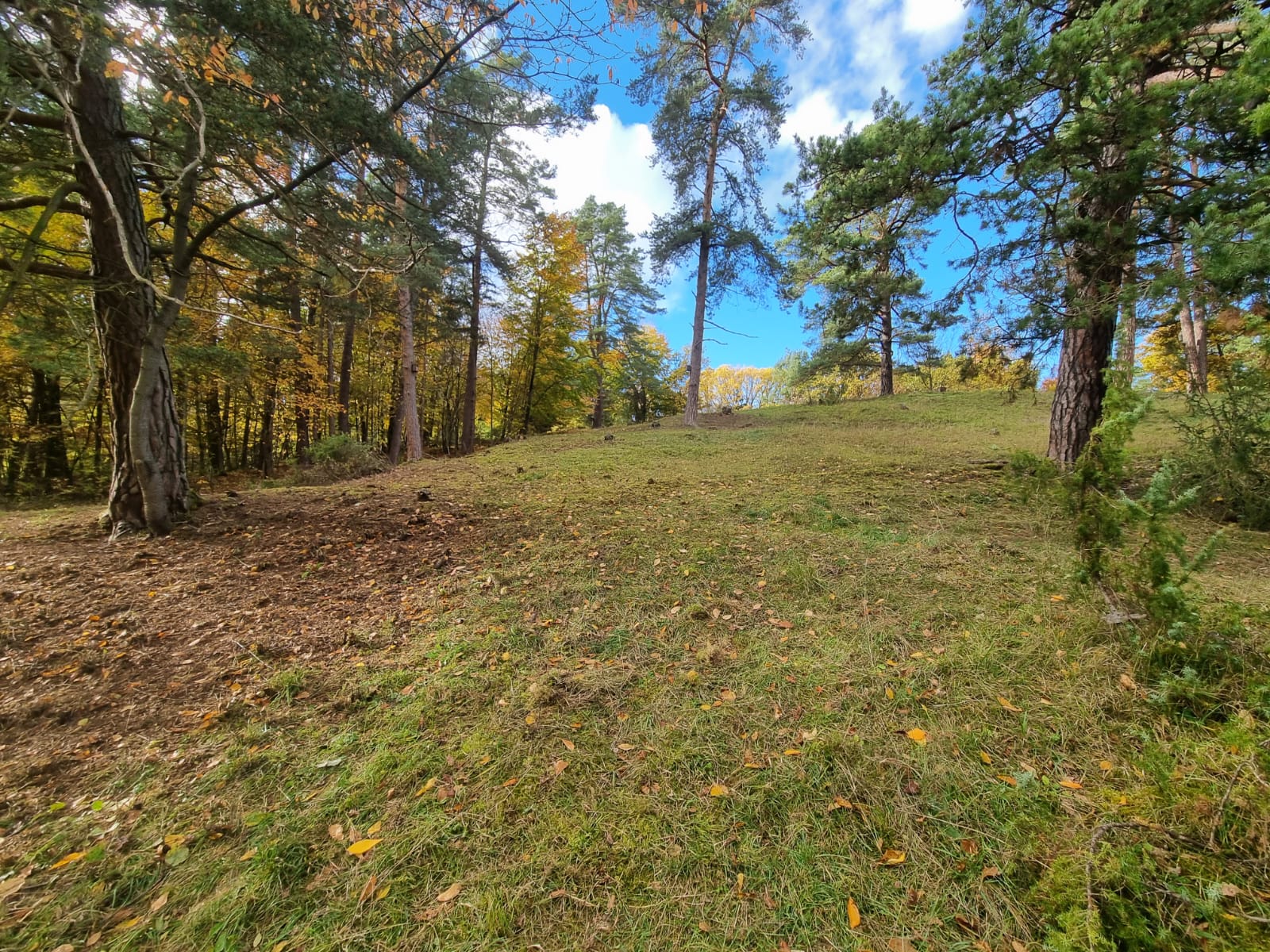 Dieser Bereich war in den letzten Jahren noch mit dichtem Schlehenaufwuchs bestanden - ein großer Erfolg! Copyright: Yannick Mauch.