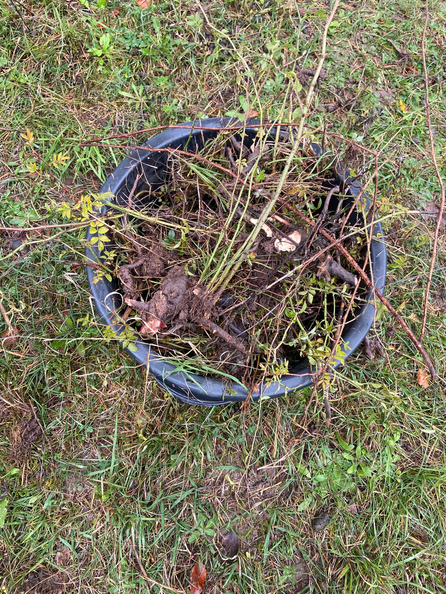 In Bottichen wurden die ausgegrabenen Wurzeln zum Anhänger getragen. Copyright: Johanna Schulte.