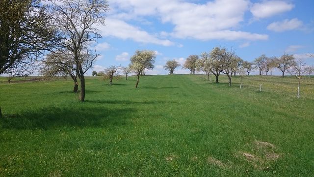 Unsere Streuobstwiese hatte zwar sehr alte und damit ökologisch wertvolle Bäume, ...