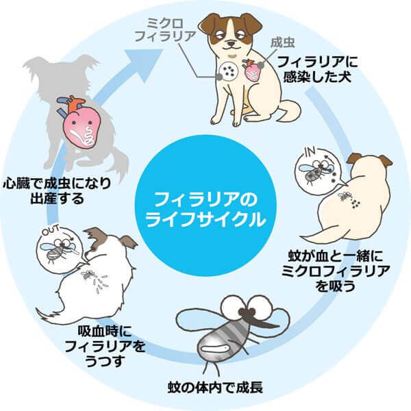 フィラリア・ノミダニ予防はしない方がいい？