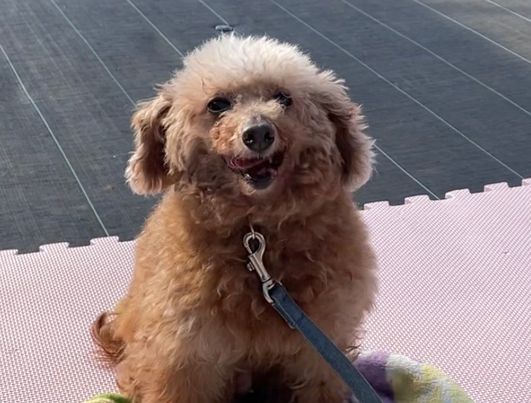 リリーちゃん