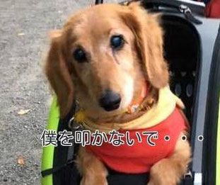 それでもあなたは犬を叩いてしつけますか？