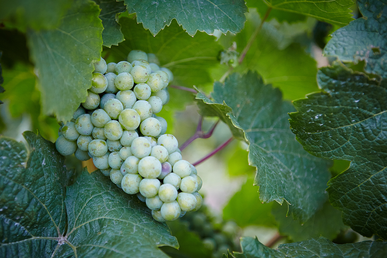 Das Santa Ynez Valley ist neben dem Napa Valley das bekannteste Weinanbaugebiet Kaliforniens.