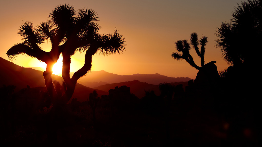 Joshua Trees bei Sonnenuntergang im Joshua Tree Nationalpark, wo selbst keine Fotos entstanden, wie oft irrtümlich angenommen wird. 